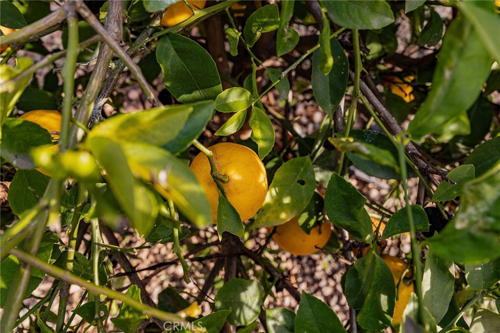 13381 Magnolia, Unit 35 Corona, CA 92879 - Photo 23 of 39 a view of a tree