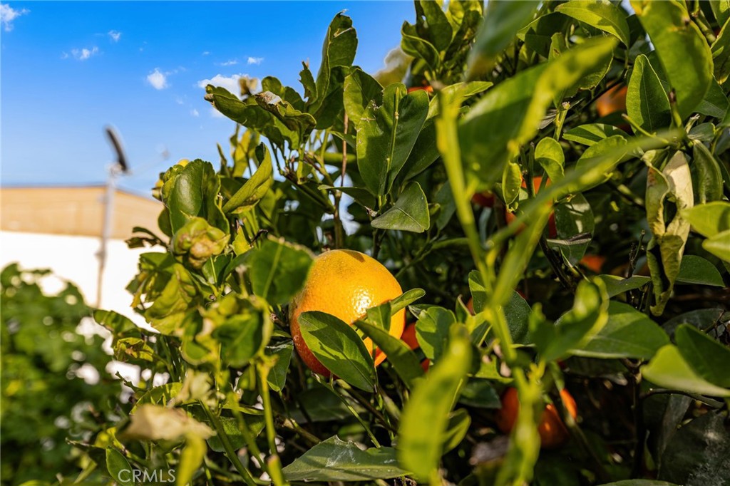 13381 Magnolia, Unit 35 Corona, CA 92879 - Photo 24 of 39 a close up of a flower in a garden