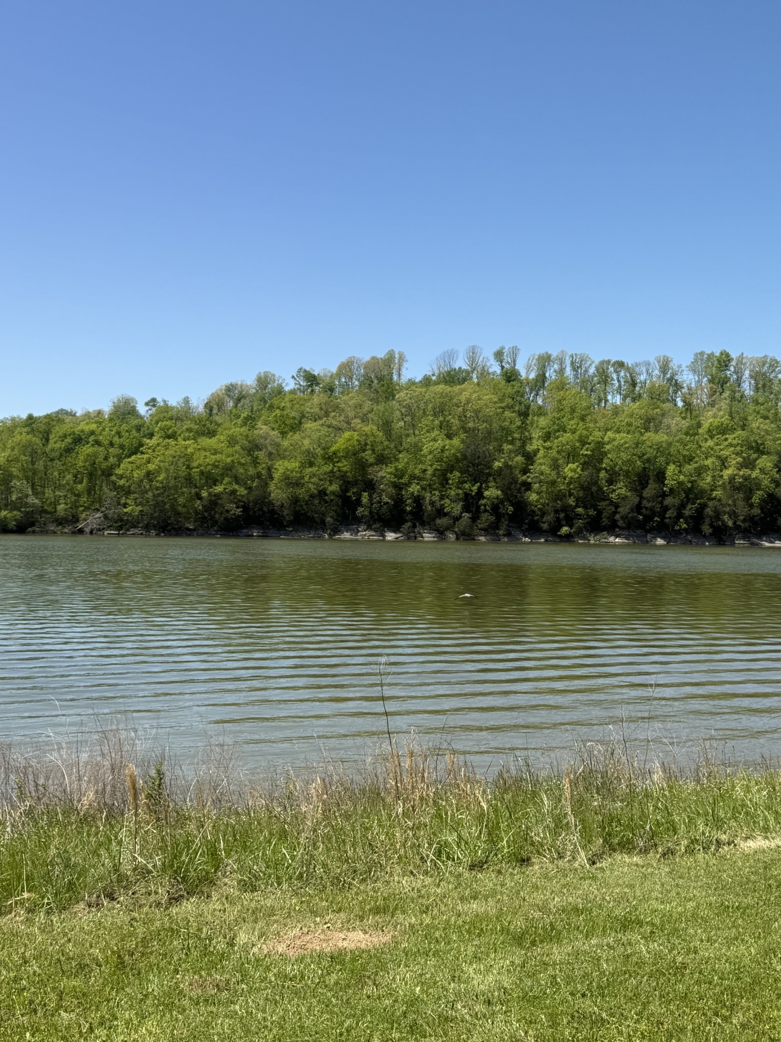 941 Hardin Bottom River Road Clifton, TN 38425 - Photo 10 of 19 a view of a lake with a big yard