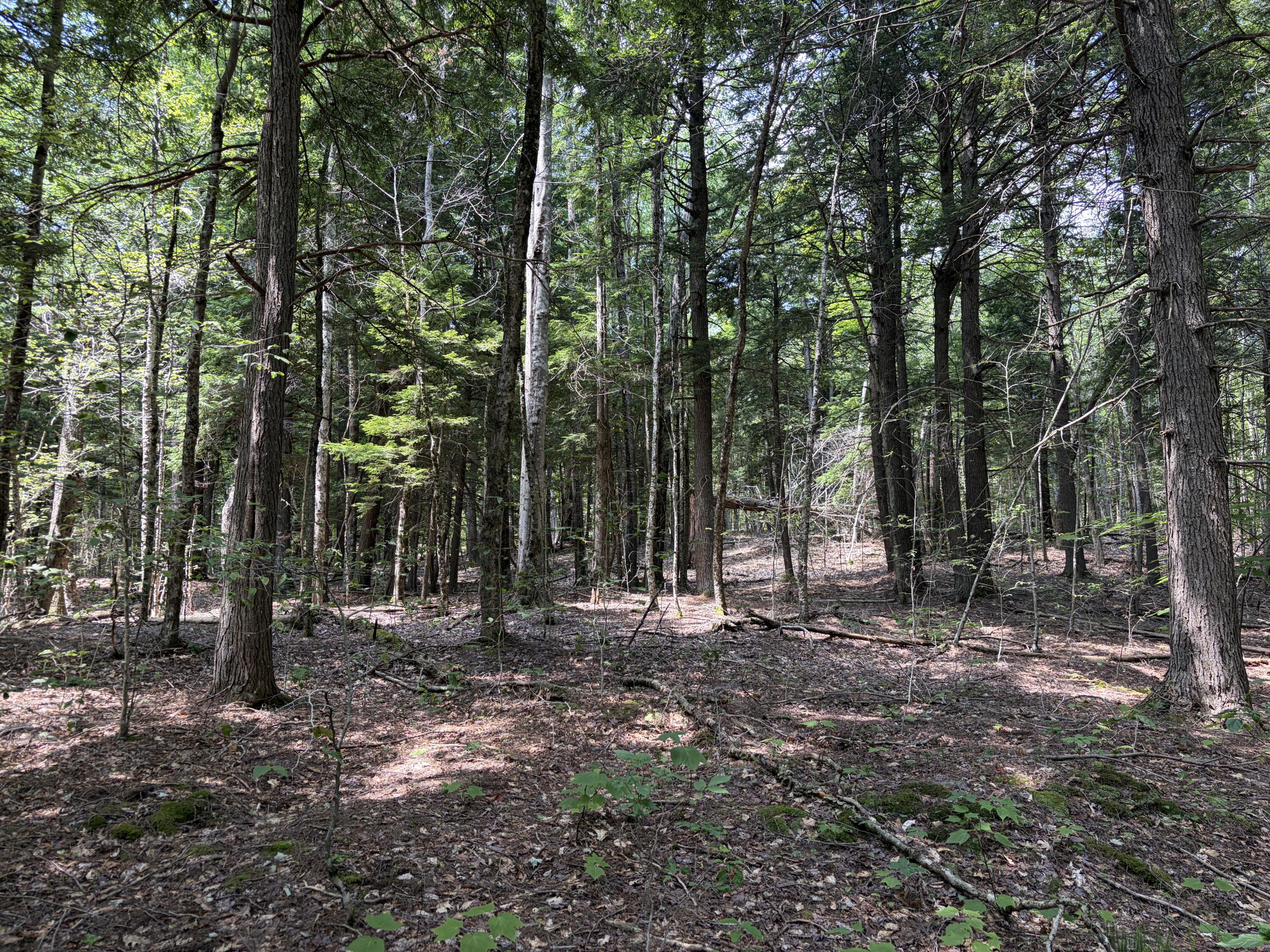 32-acres Belden Woods Road Palermo, ME 04354 - Photo 16 of 28 IMG_8298
