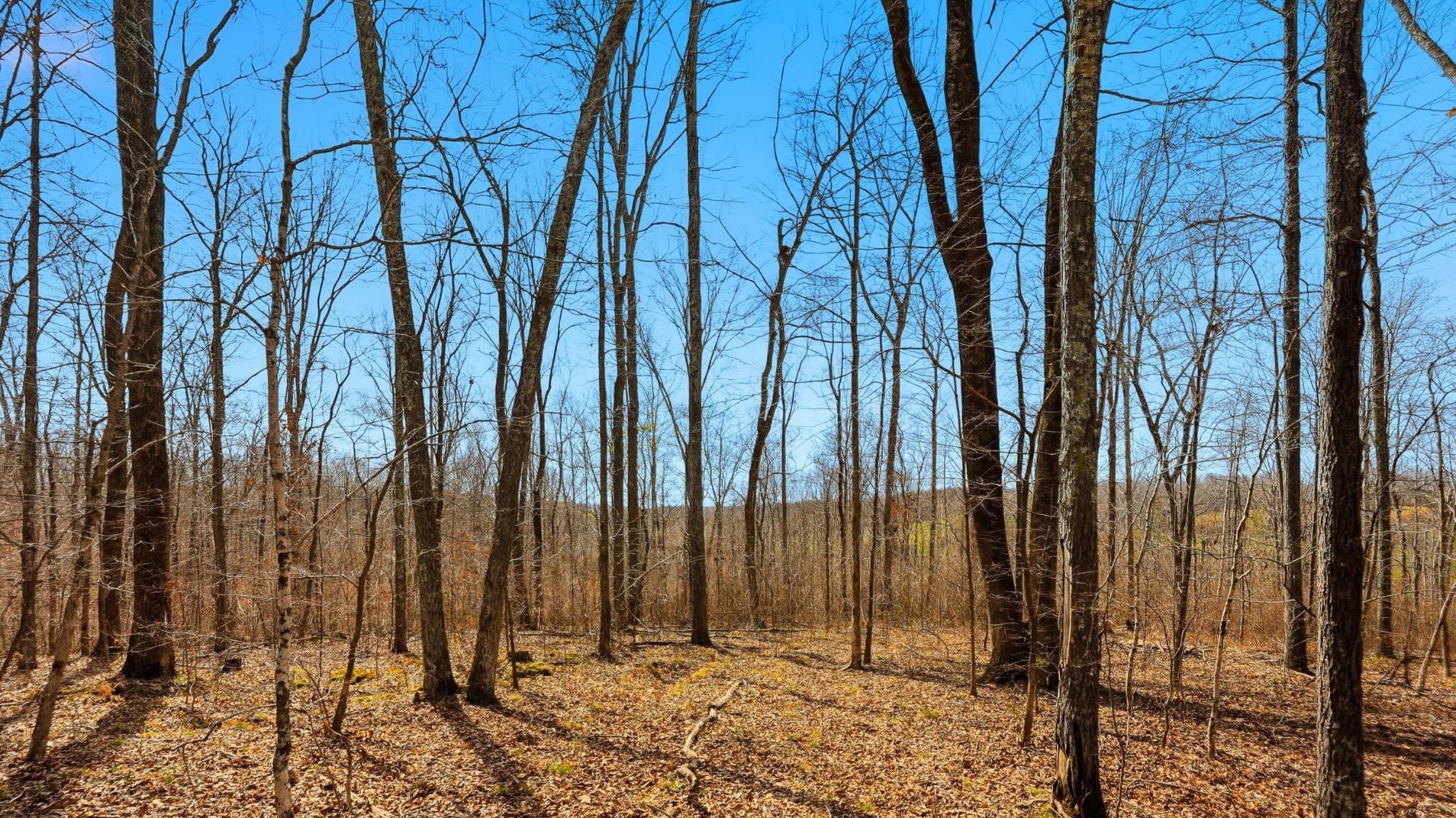 0 Herman Adams Road Cumberland City, TN 37050 - Photo 12 of 57 a view of a backyard with a trees