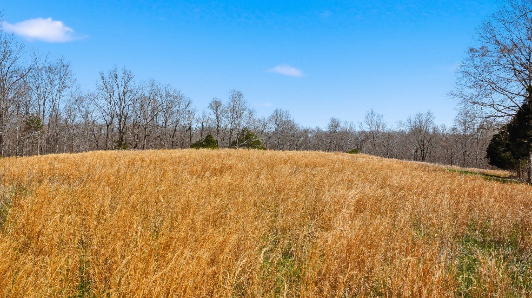 0 Herman Adams Road Cumberland City, TN 37050 - Photo 30 of 57 a view of a yard with trees in the background