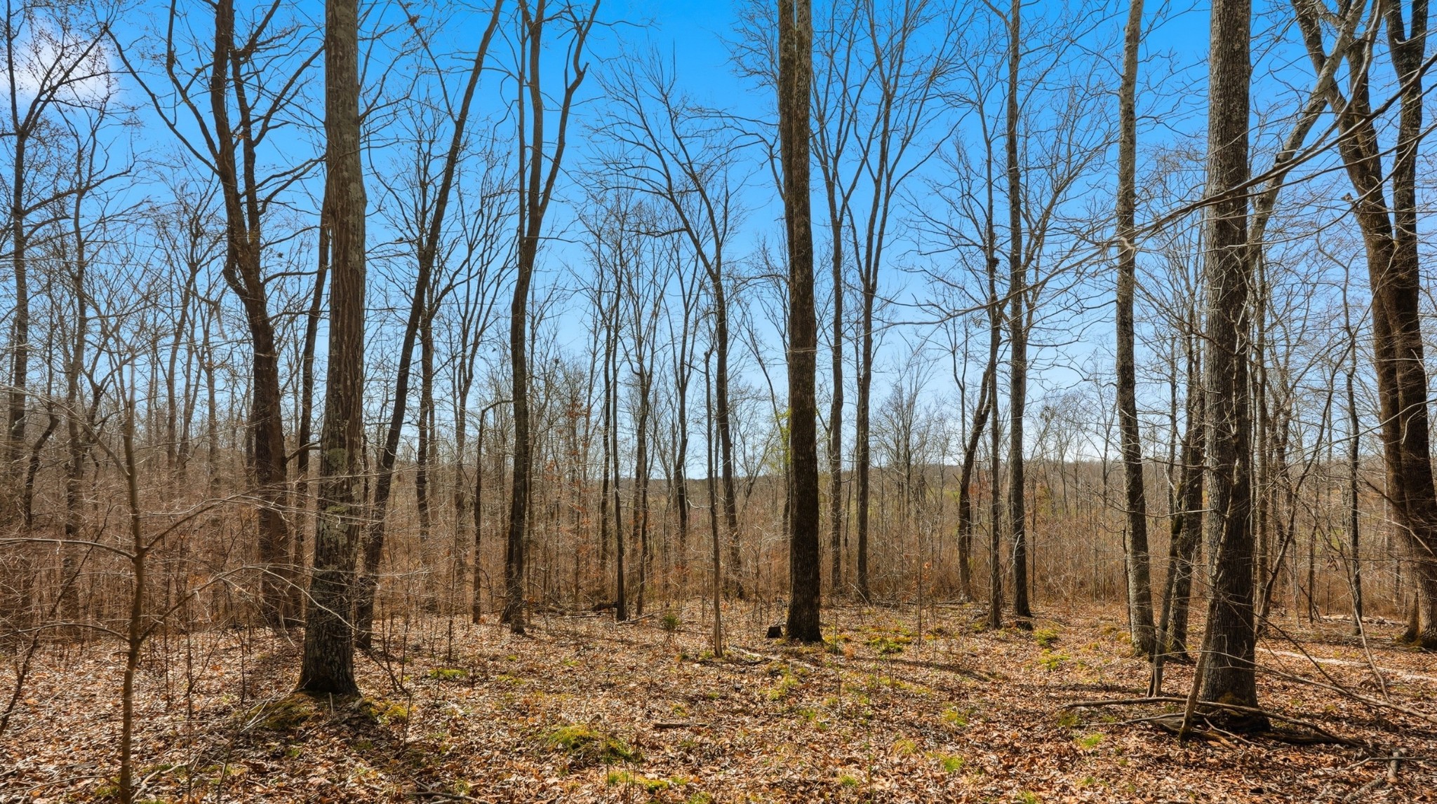 0 Herman Adams Road Cumberland City, TN 37050 - Photo 3 of 57 a view of a backyard of the house