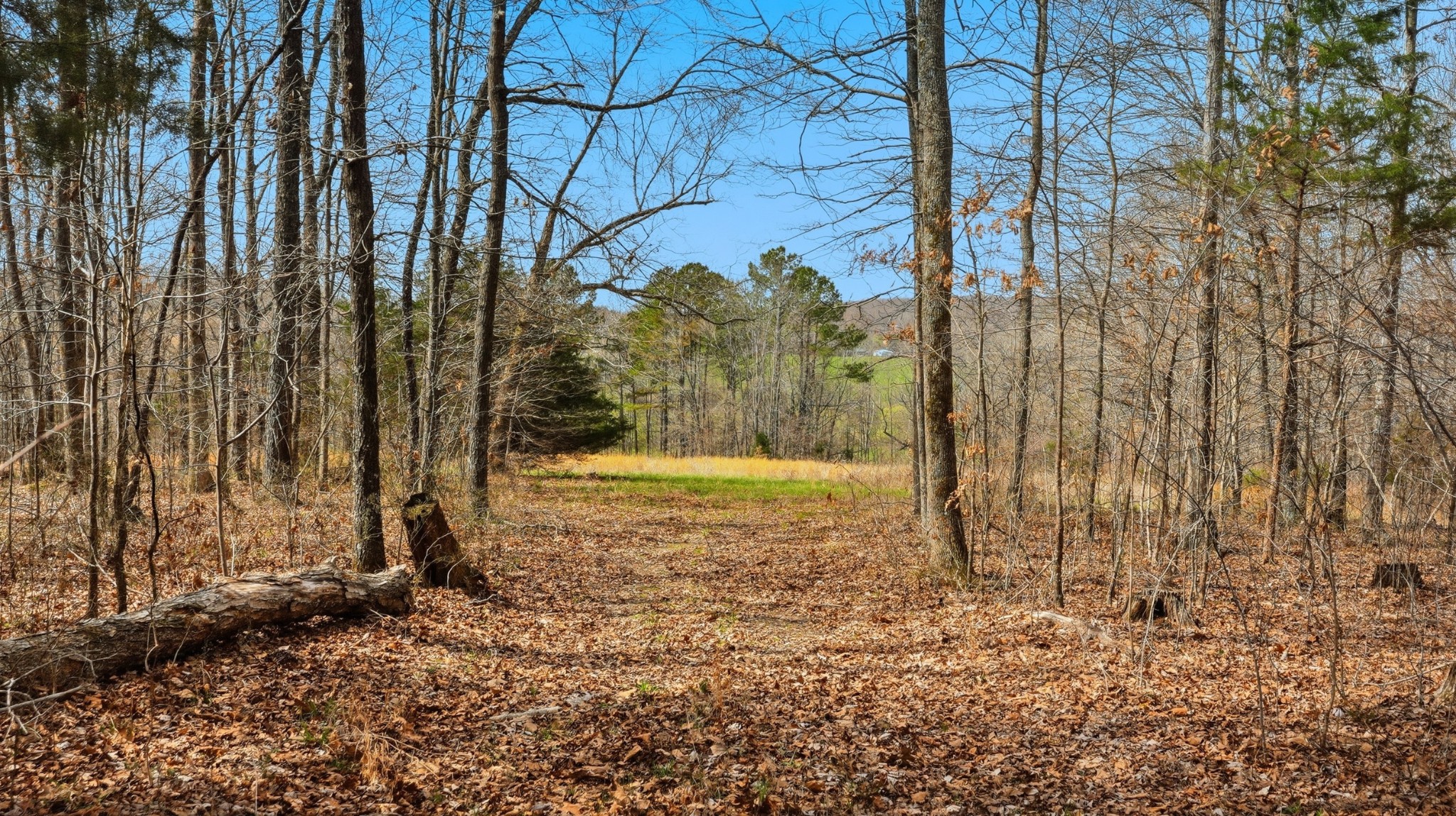 0 Herman Adams Road Cumberland City, TN 37050 - Photo 33 of 57 a view of a yard with large trees