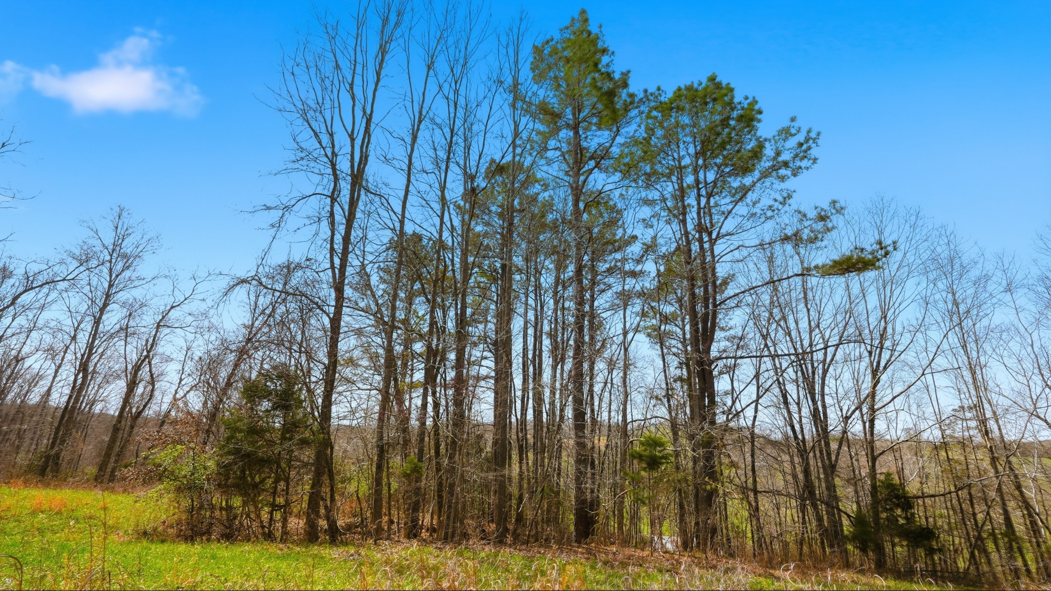 0 Herman Adams Road Cumberland City, TN 37050 - Photo 35 of 57 a view of outdoor space with trees