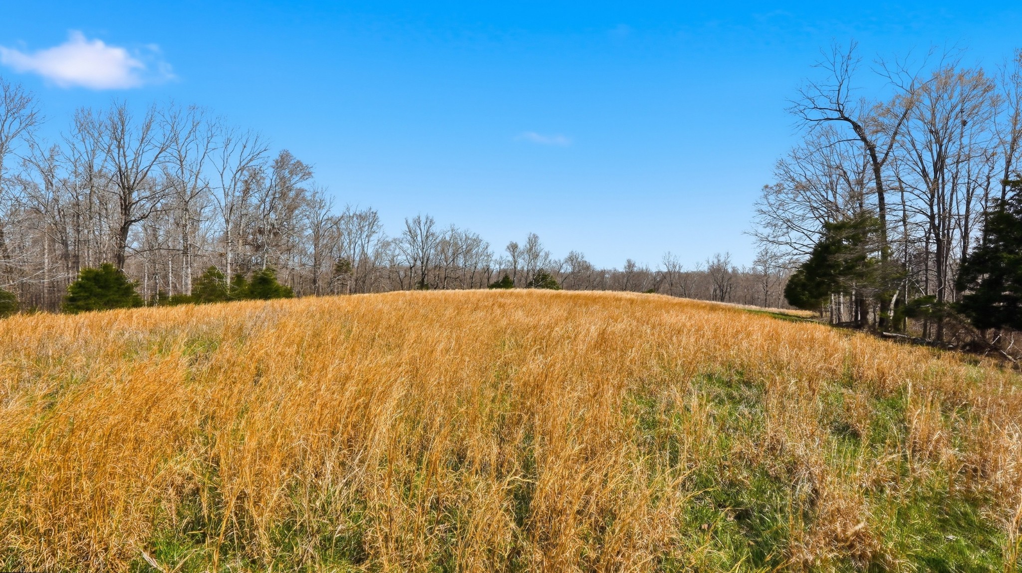 0 Herman Adams Road Cumberland City, TN 37050 - Photo 38 of 57 a view of a yard with trees in the background