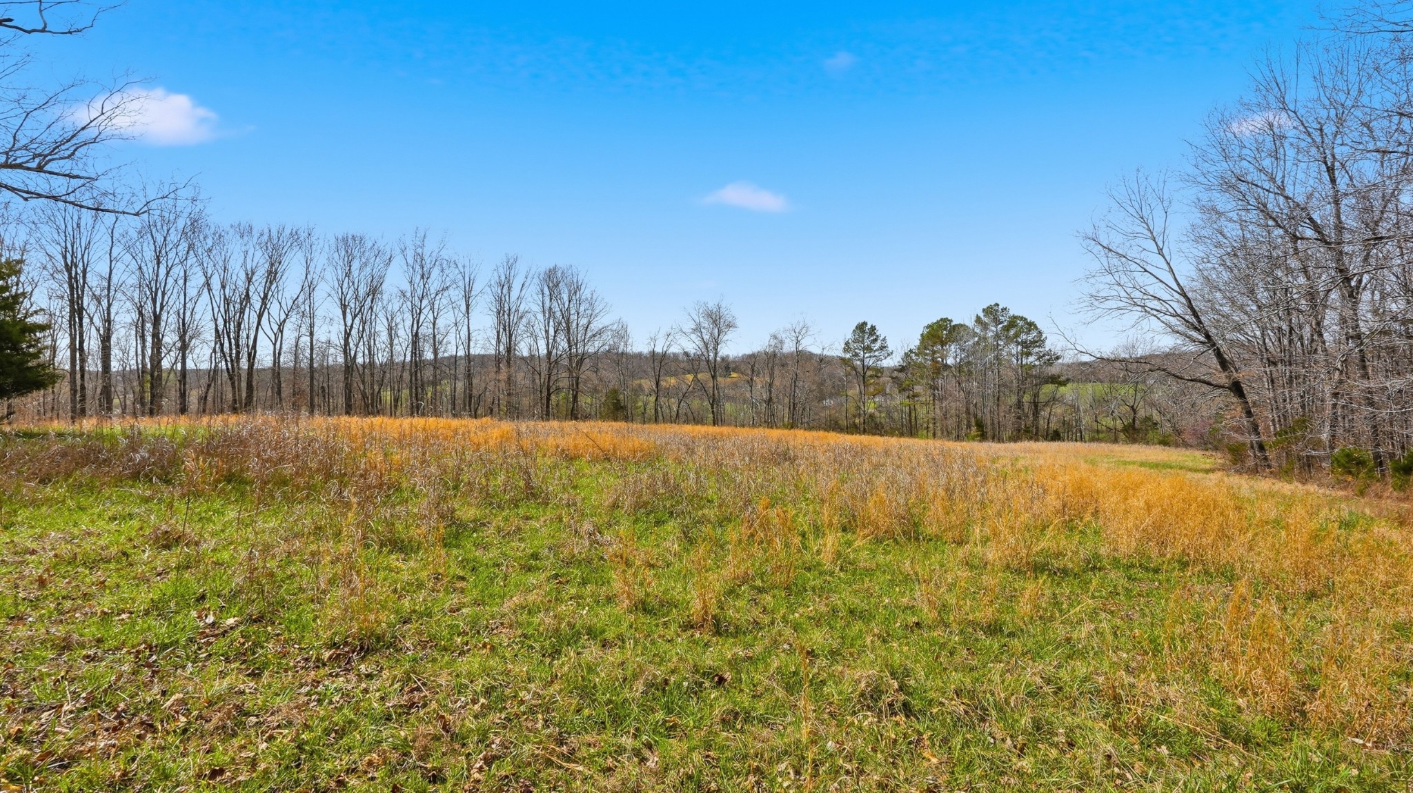0 Herman Adams Road Cumberland City, TN 37050 - Photo 44 of 57 a view of a yard with trees in the background