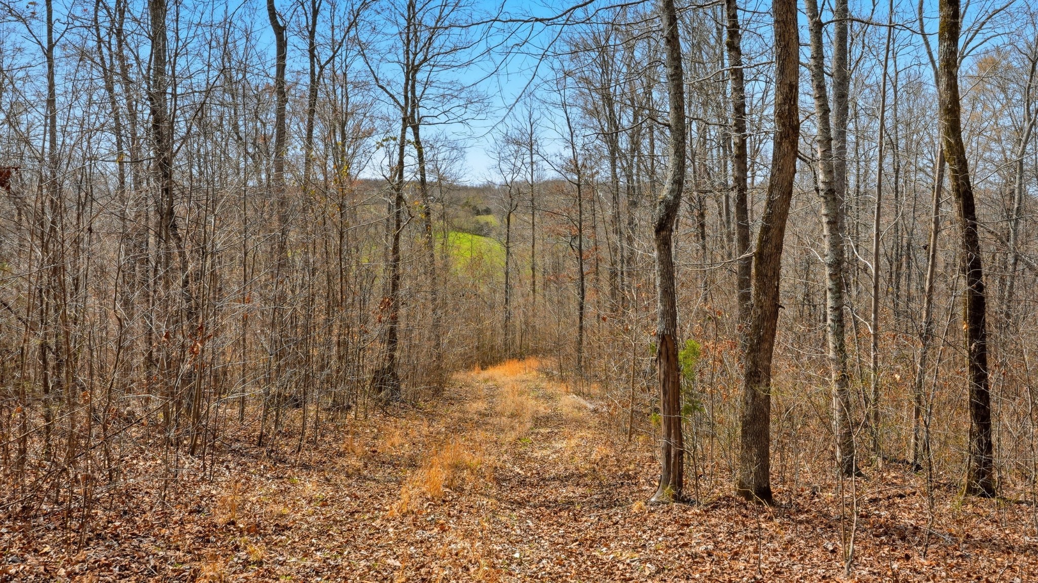0 Herman Adams Road Cumberland City, TN 37050 - Photo 45 of 57 a view of back yard