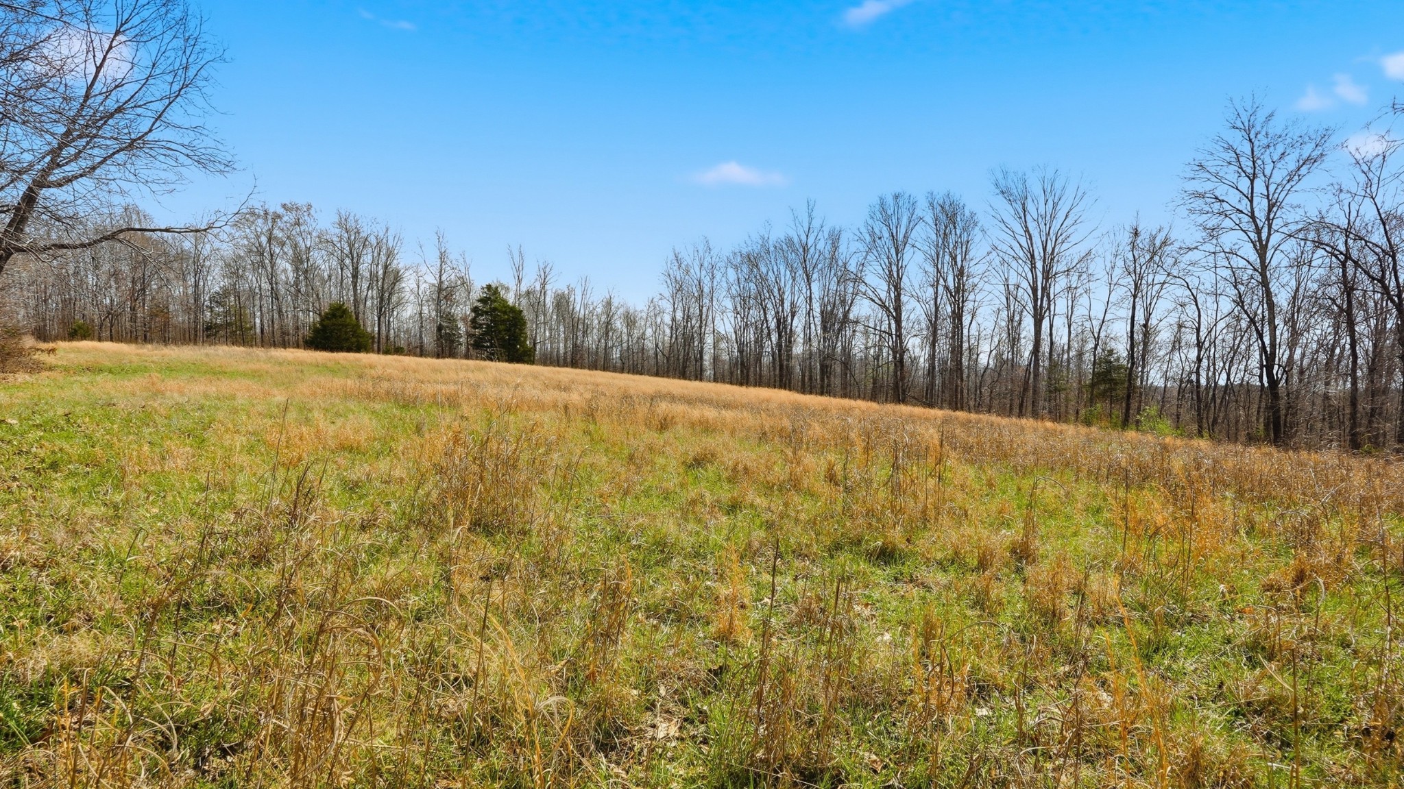 0 Herman Adams Road Cumberland City, TN 37050 - Photo 46 of 57 a view of yard with trees in the background