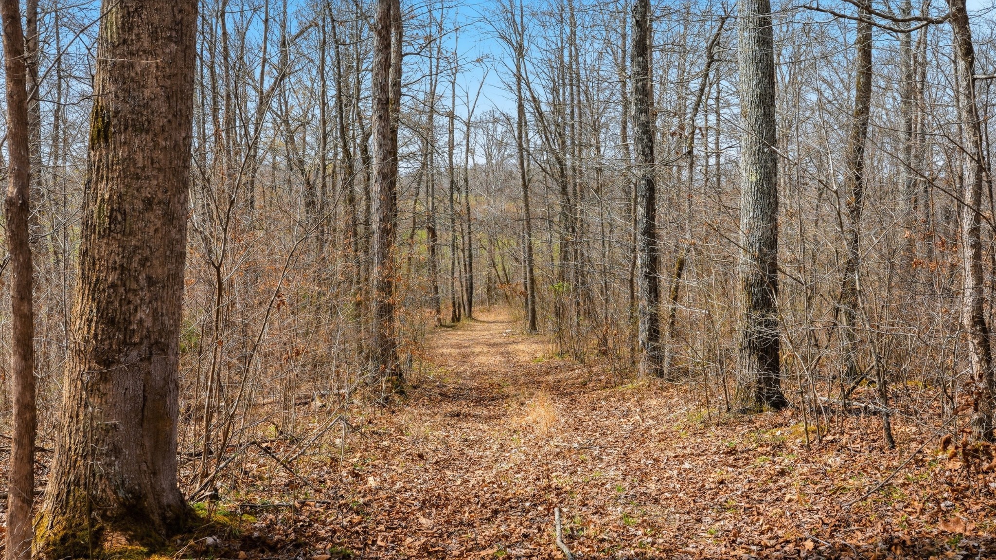0 Herman Adams Road Cumberland City, TN 37050 - Photo 47 of 57 a view of small yard