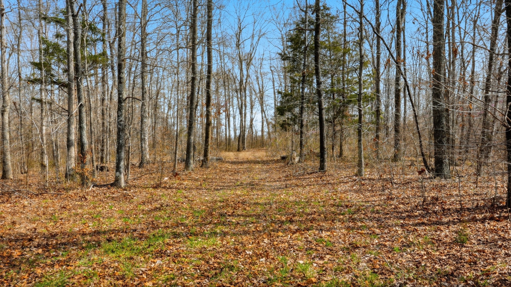 0 Herman Adams Road Cumberland City, TN 37050 - Photo 50 of 57 a view of outdoor space with trees