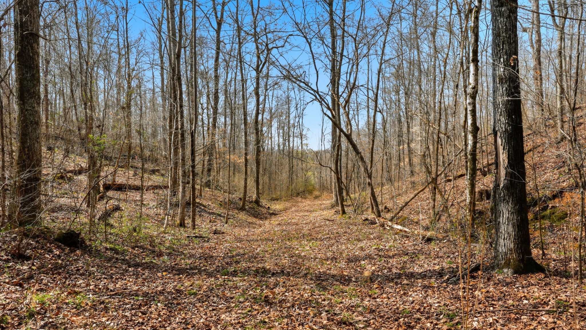 0 Herman Adams Road Cumberland City, TN 37050 - Photo 52 of 57 a backyard of a house with lots of green space