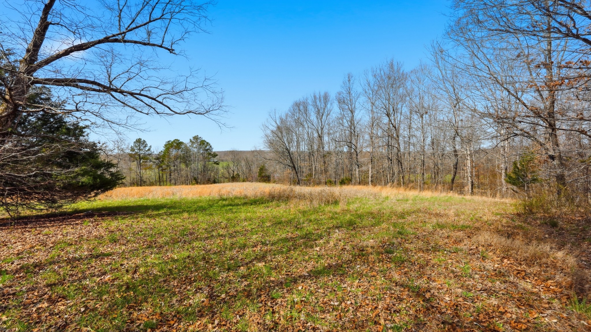 0 Herman Adams Road Cumberland City, TN 37050 - Photo 10 of 57 a view of a yard with large trees