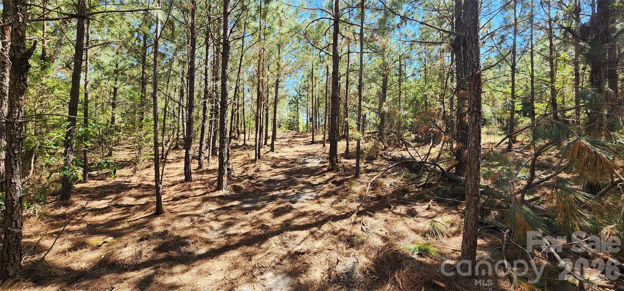 1050 McQueen Road Patrick, SC 29584 - Photo 12 of 48 a view of yard