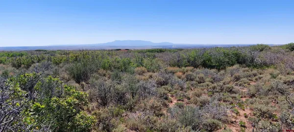 a view of a bunch of trees in a field