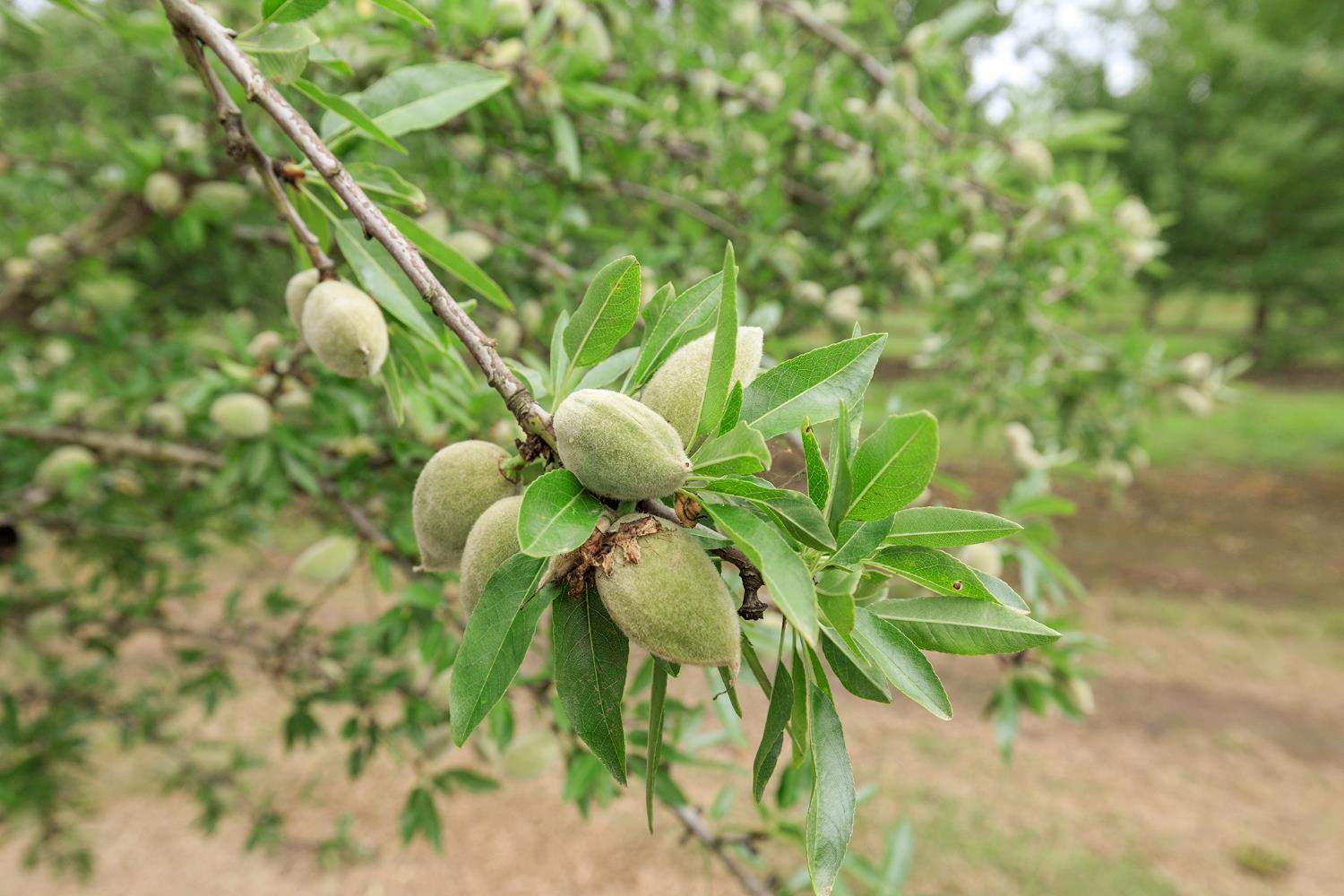 1342 Hickman Road Hickman, CA 95323 - Photo 48 of 48