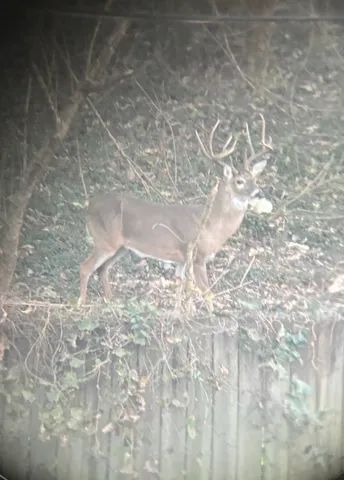 a close up of a plant