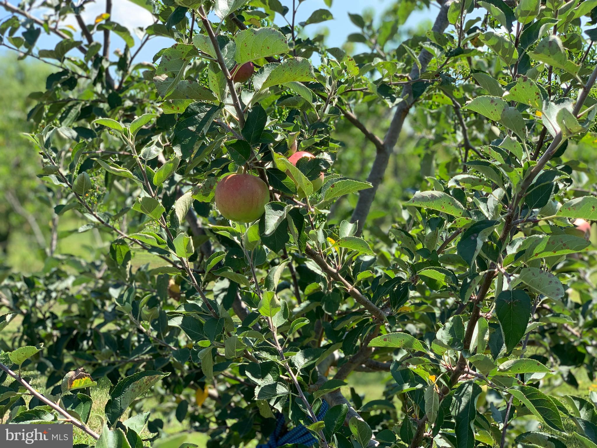 2537 Roberts Station Road Church Hill, MD 21623 - Photo 25 of 31 Fruit Trees!!