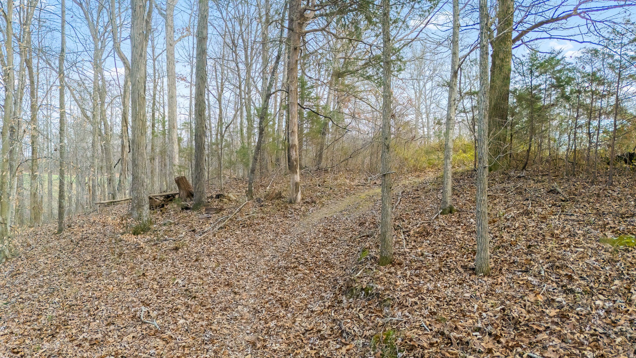 745 Union Ridge Road Wartrace, TN 37183 - Photo 73 of 76 a view of a yard with large trees