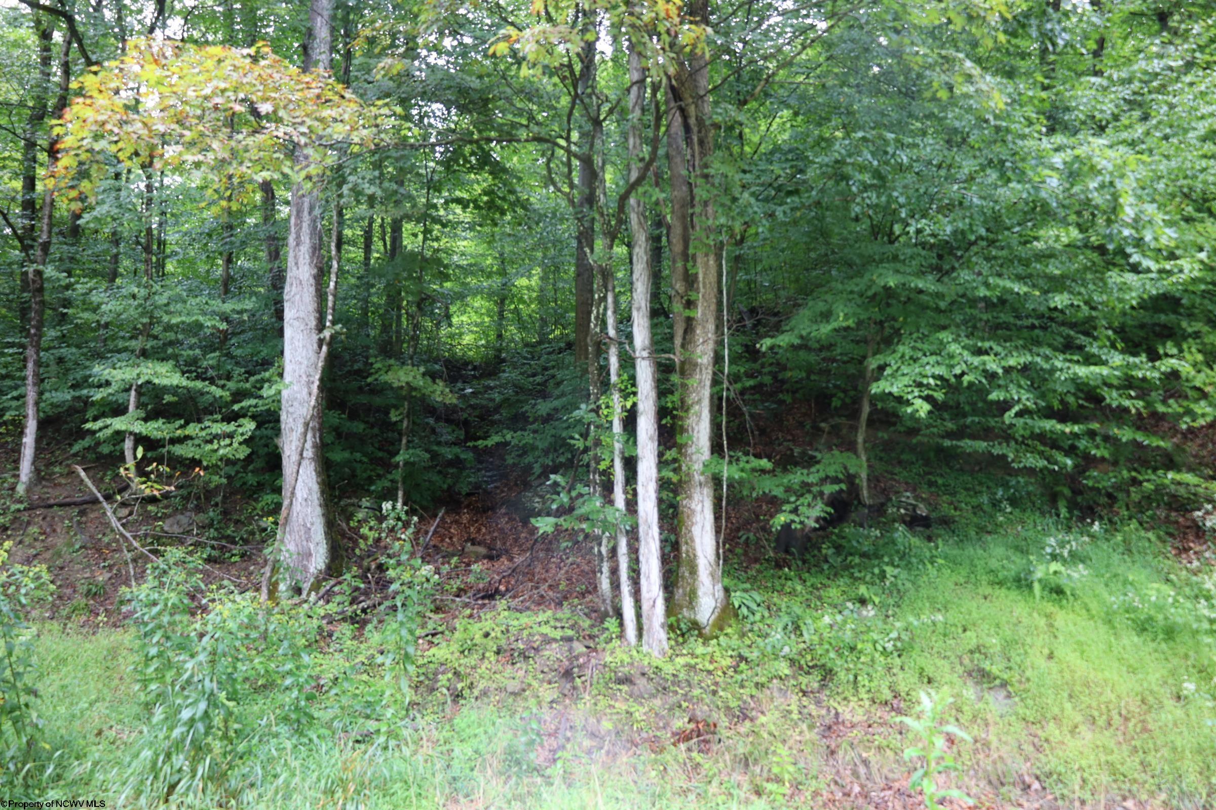 Tbd Bull Run Road Parsons, WV 26287 - Photo 19 of 21 Gallery Image 19