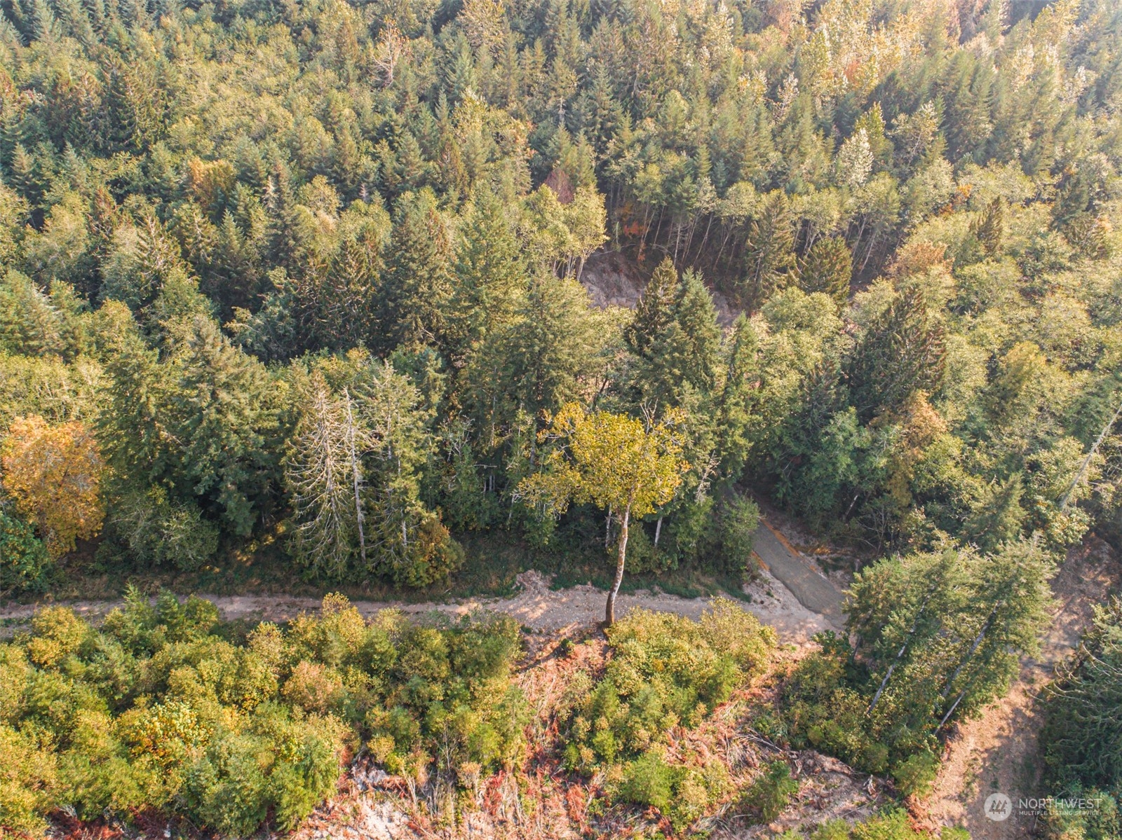 0 State Route Toledo, WA 98591 - Photo 21 of 21 a view of a yard with plants and large trees