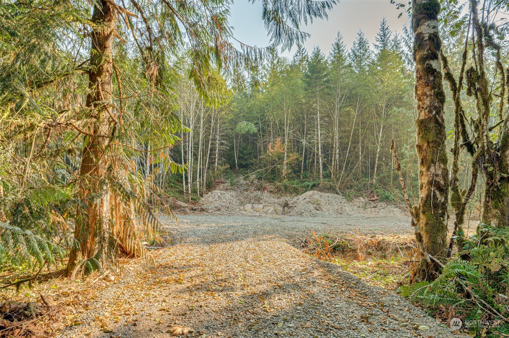0 State Route Toledo, WA 98591 - Photo 5 of 21 a view of a yard with a tree