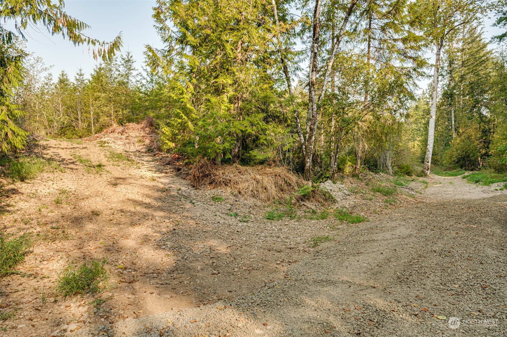 0 State Route Toledo, WA 98591 - Photo 8 of 21 a view of a yard with a tree