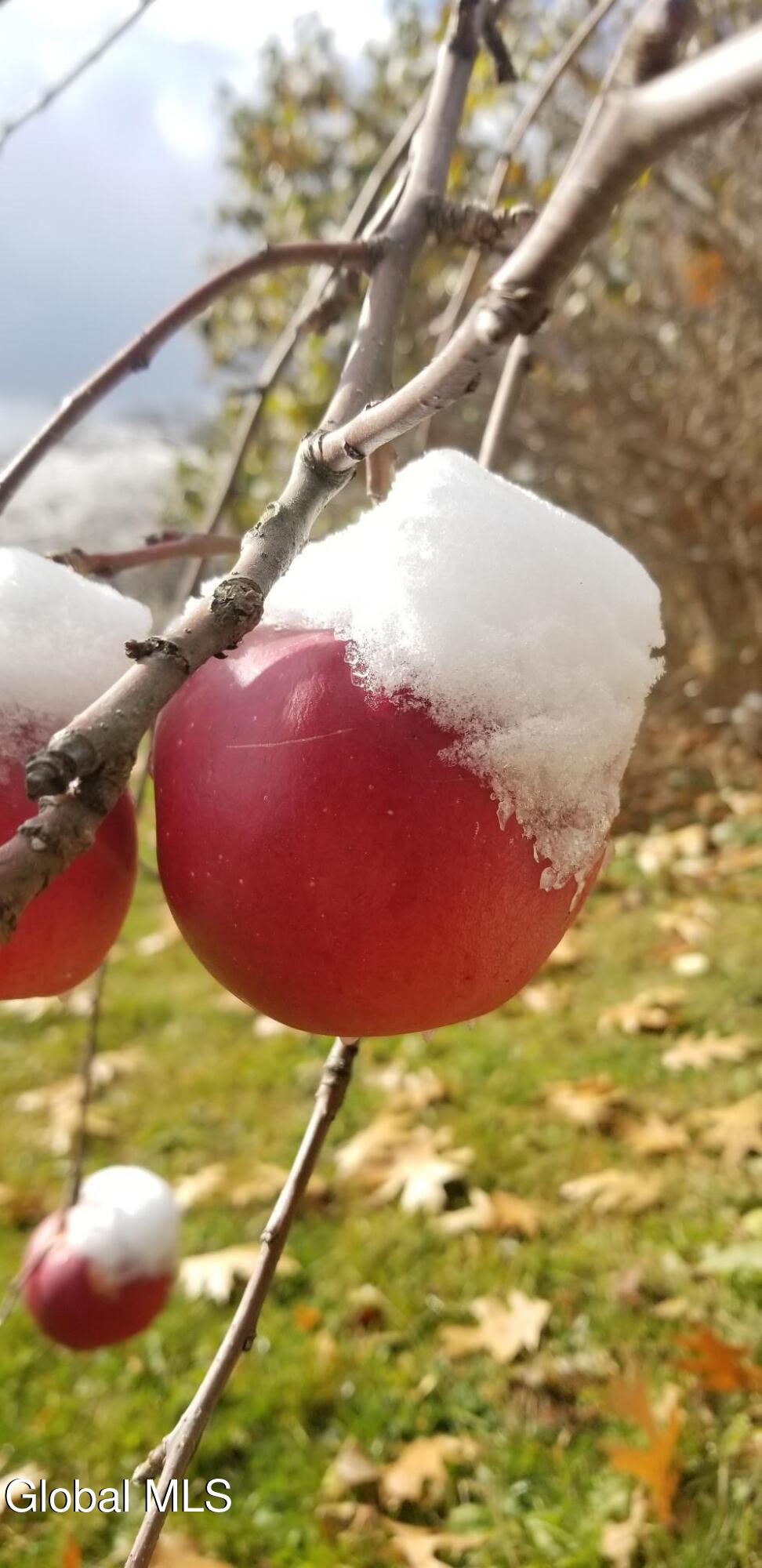 2071 Hwy Rte 20 Cobleskill, NY 12043 - Photo 40 of 57 image000000