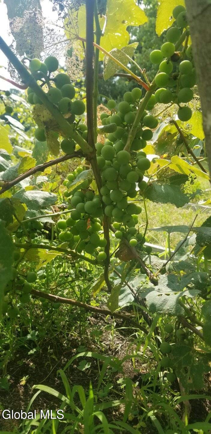 2071 Hwy Rte 20 Cobleskill, NY 12043 - Photo 43 of 57 image000002 (2)