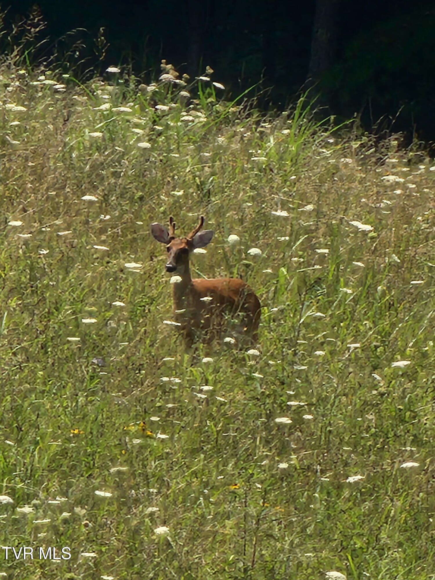 120 Richards Road, Unit 31 Rogersville, TN 37857 - Photo 20 of 24 1000010456