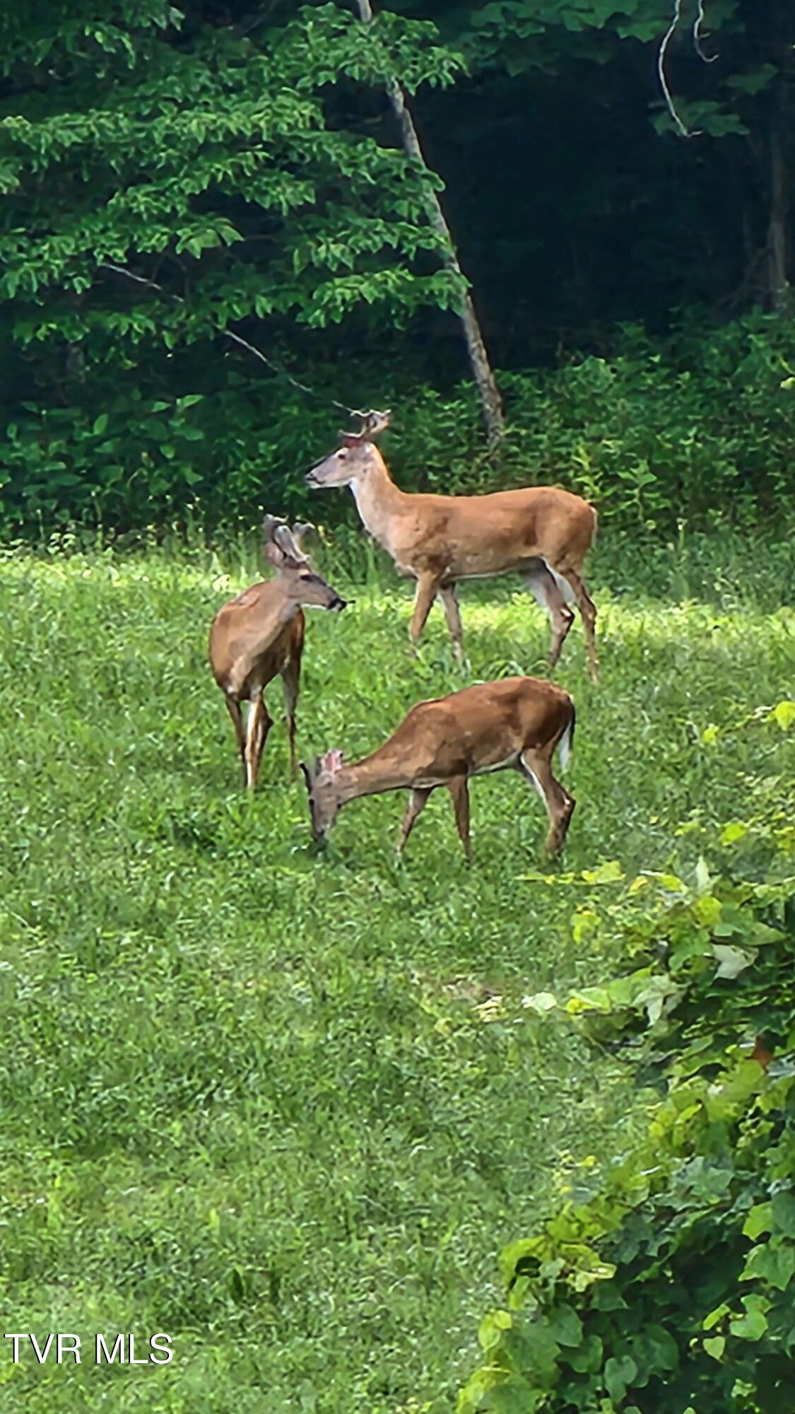 120 Richards Road, Unit 31 Rogersville, TN 37857 - Photo 21 of 24 1000010457