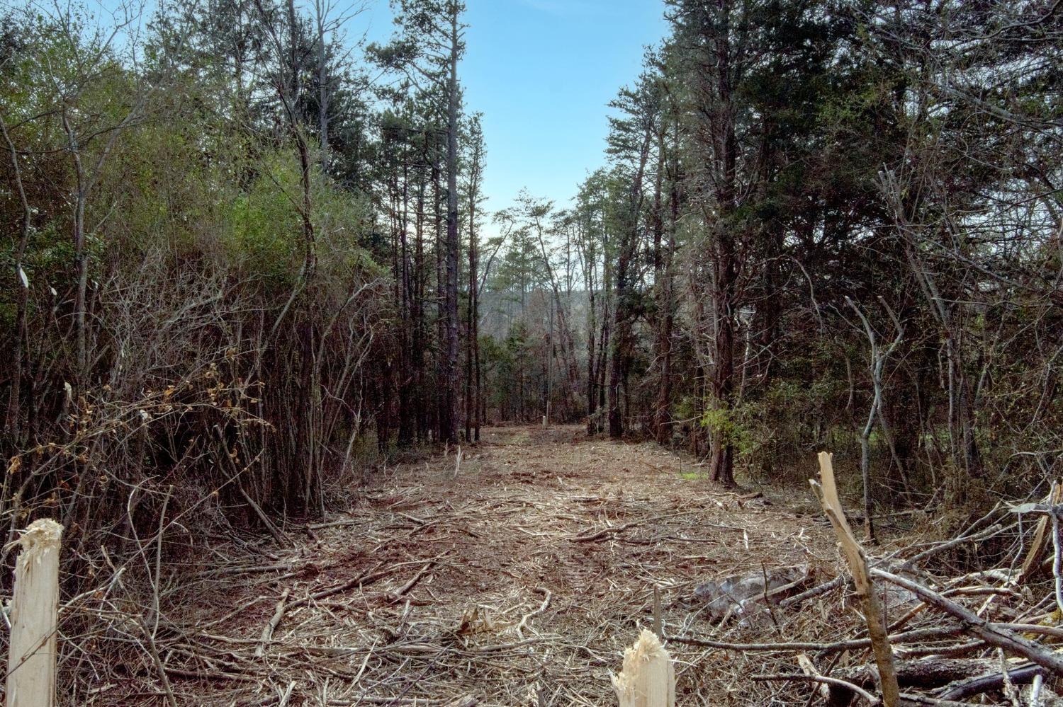 231 Epsons Road Long Island, VA 24569 - Photo 33 of 38 a view of a forest with trees in the background