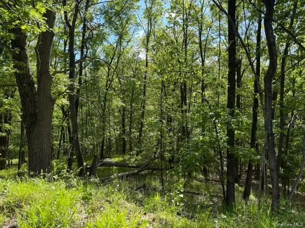 a view of a forest