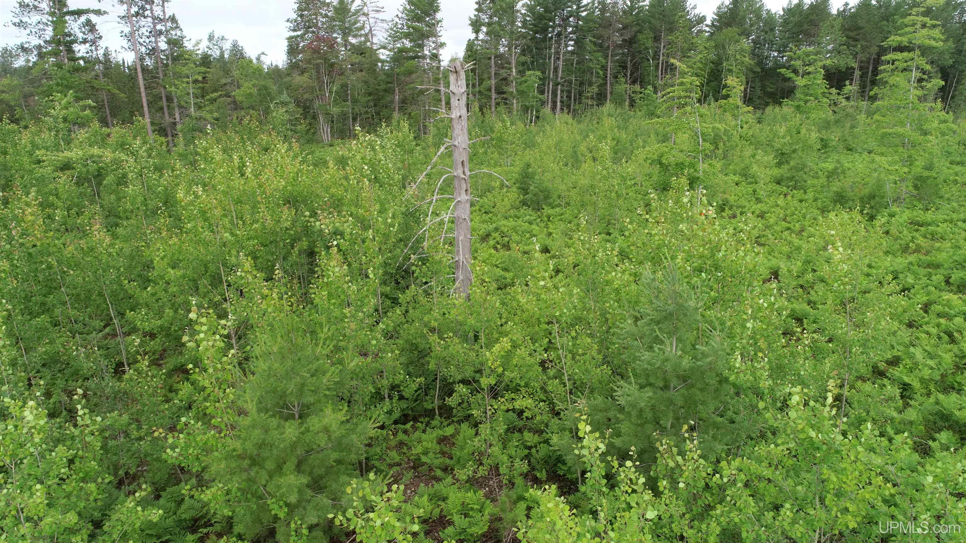 Tbd Tbd Hay Meadow Road Manistique, MI 49854 - Photo 22 of 51