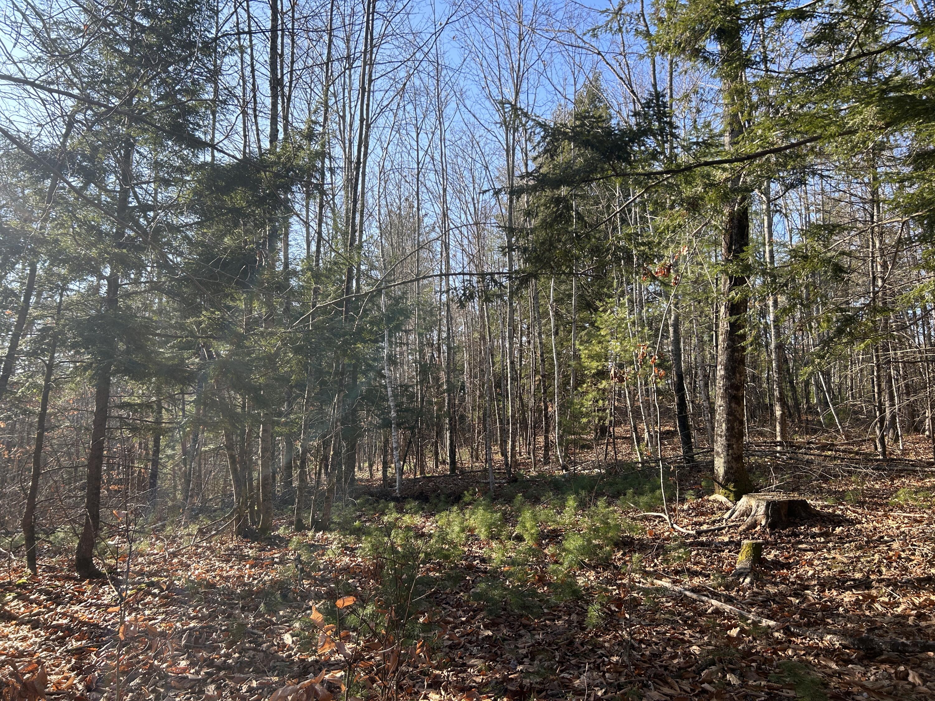 Lot #4 Thorndike Road Unity, ME 04988 - Photo 2 of 6 Woods 4 Lot 4