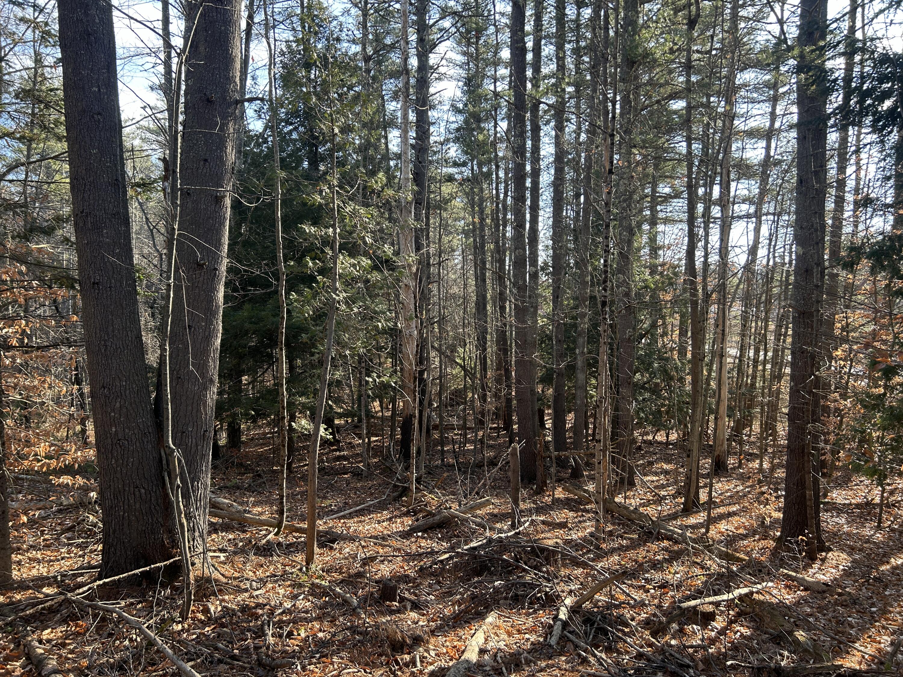 Lot #4 Thorndike Road Unity, ME 04988 - Photo 3 of 6 Woods 1 Lot 4