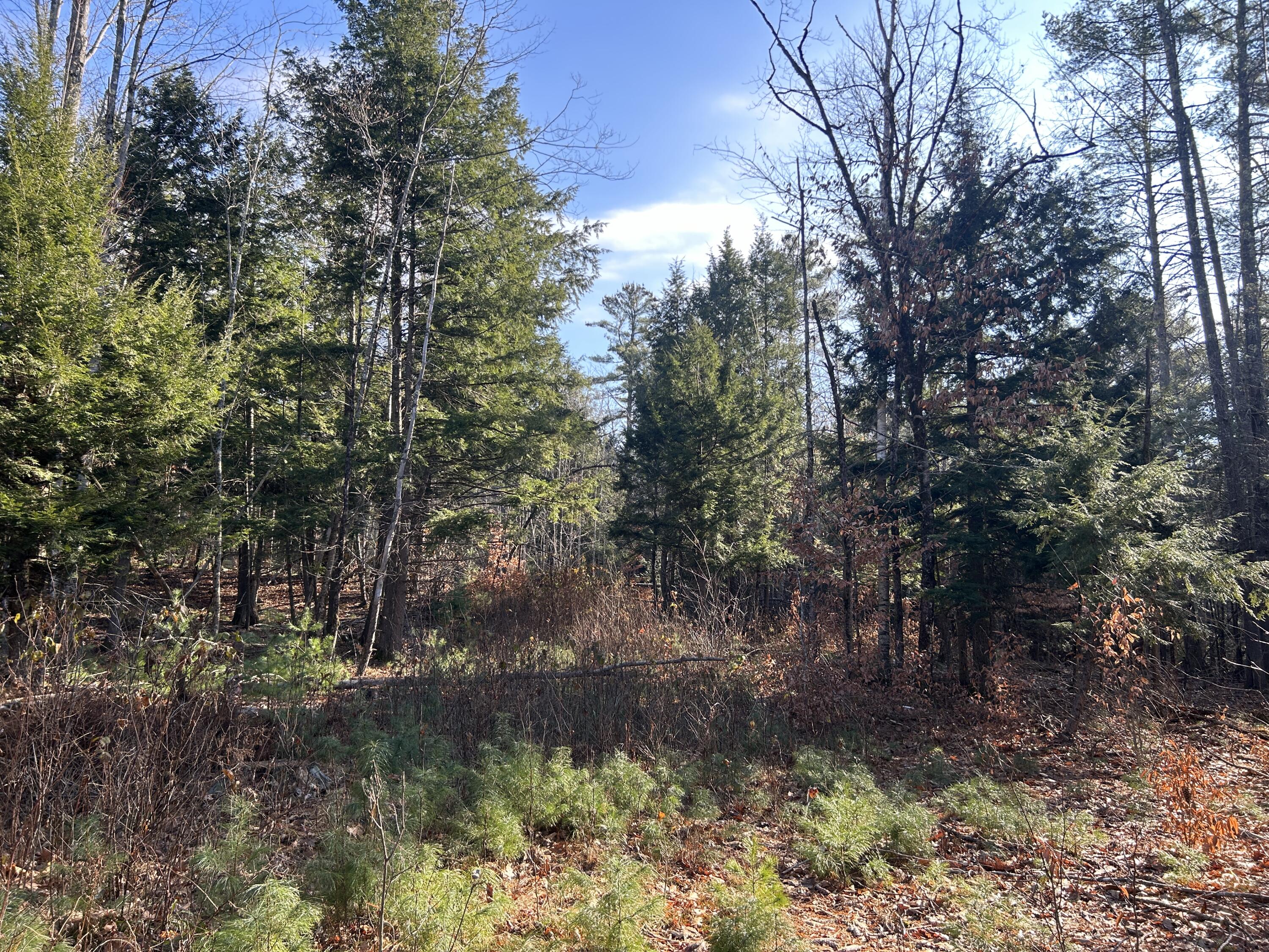 Lot #4 Thorndike Road Unity, ME 04988 - Photo 4 of 6 Woods 5 Lot 4