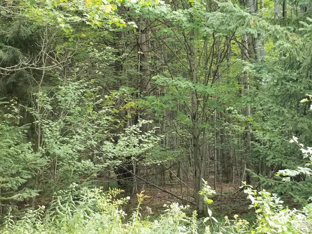 610 East Afton Road Bainbridge, NY 13733 - Photo 40 of 57