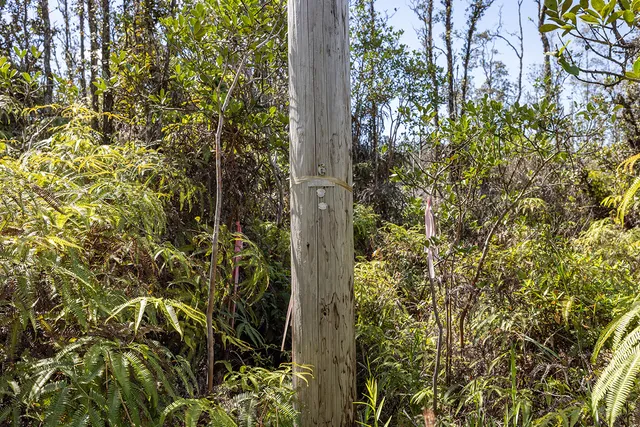 a close up of a plant in a garden