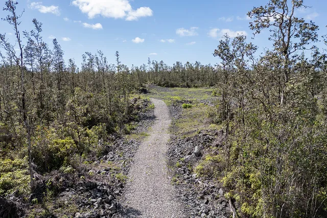 a view of a forest with trees in the background
