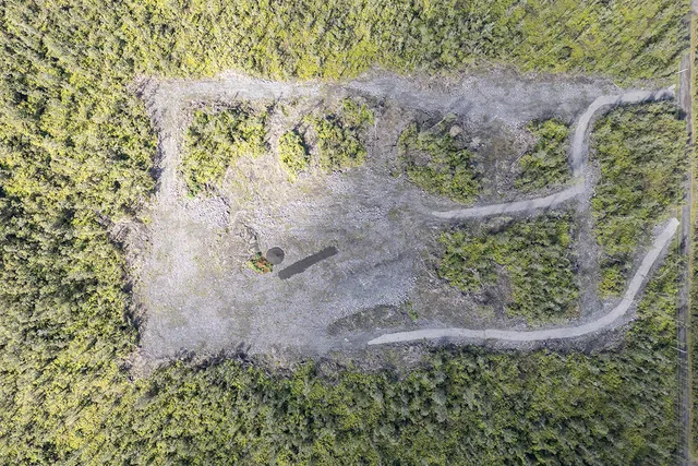a view of a yard with plants and tree