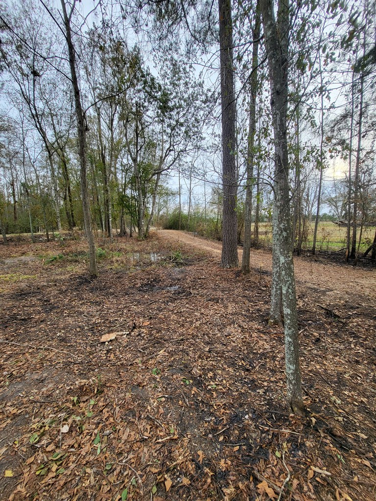 2230 Coot Adams Road Ashford, AL 36312 - Photo 9 of 34
