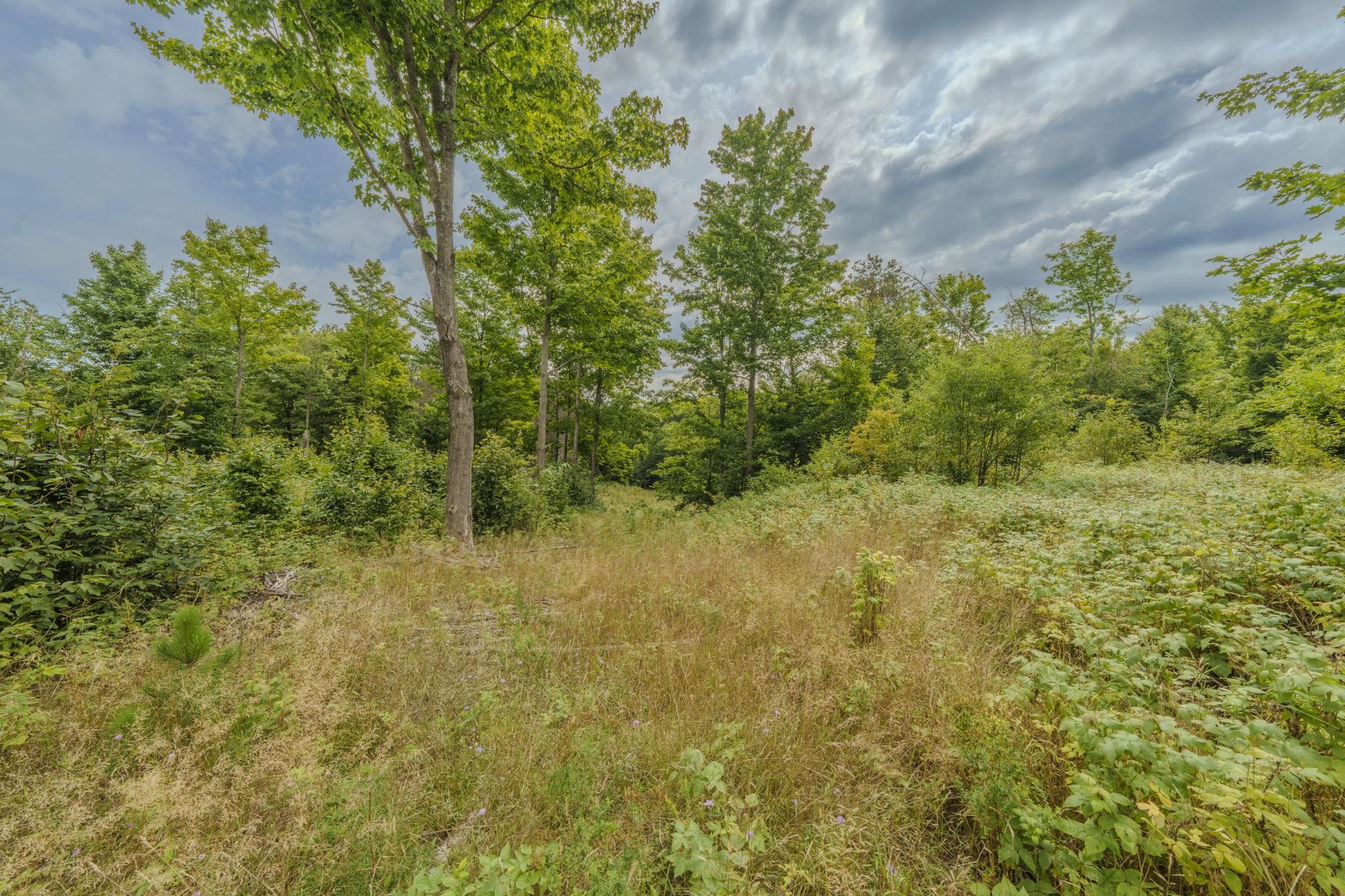 Esch Road Honor, MI 49640 - Photo 8 of 42