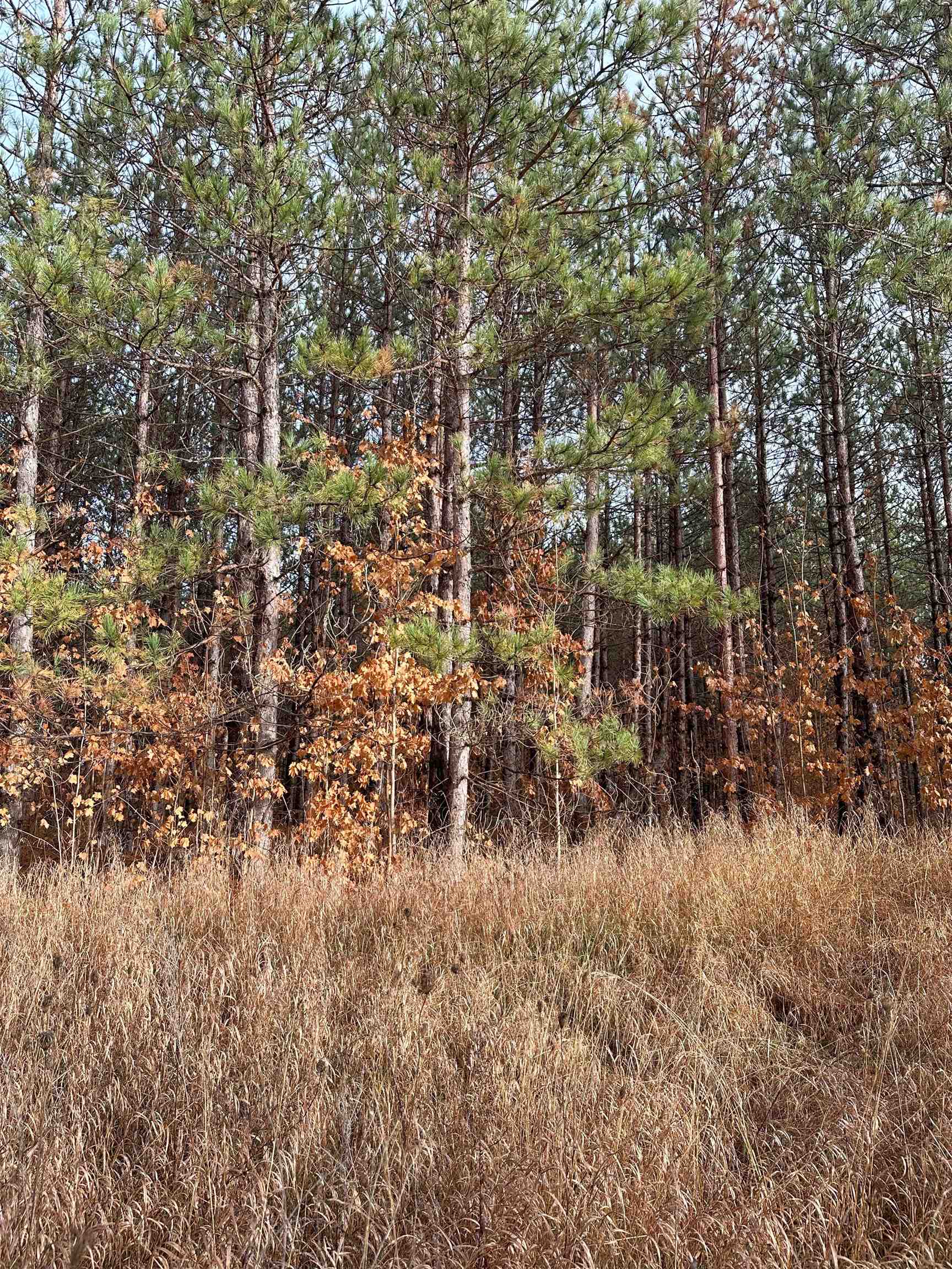 0 Northeast Day Road Mancelona, MI 49659 - Photo 1 of 10 Gallery Image 1