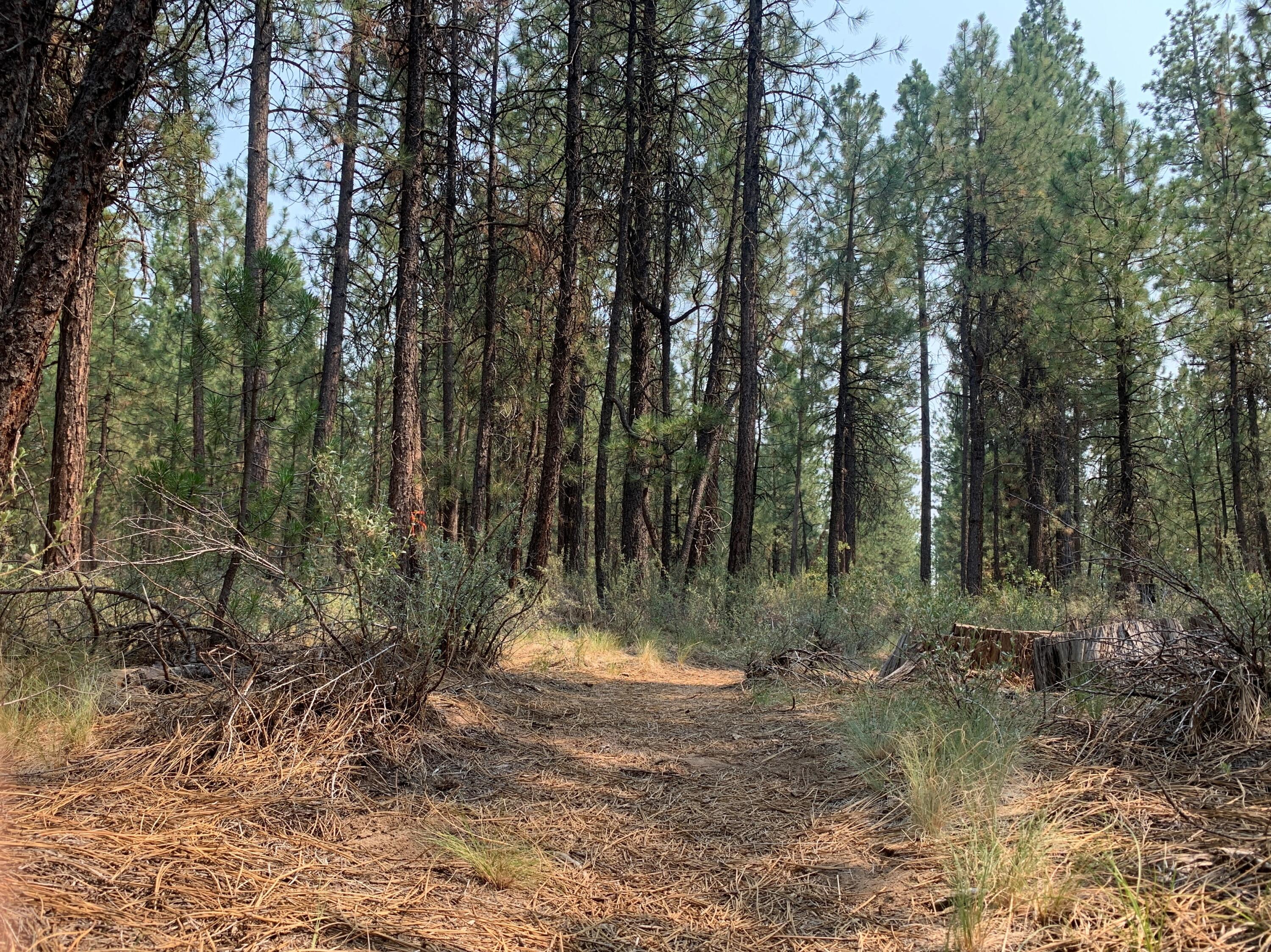 16917 Jacinto Road Bend, OR 97707 - Photo 27 of 36 26