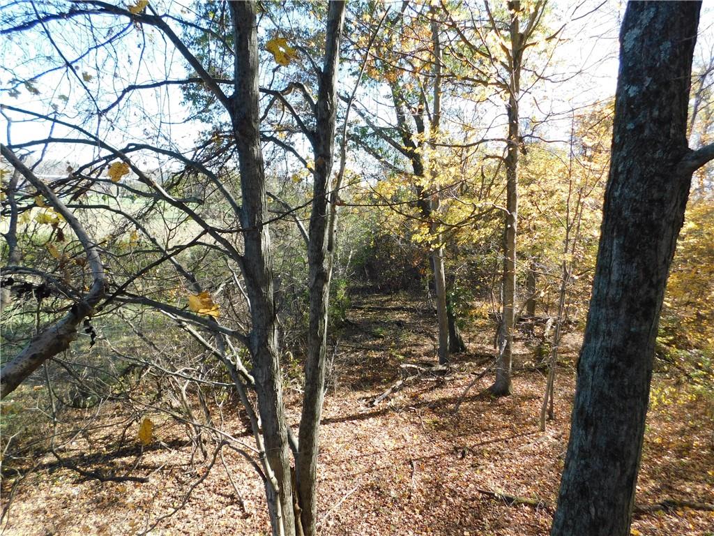 235 Ridge Road Brownsville, PA 15417 - Photo 37 of 42 a yard with tall trees