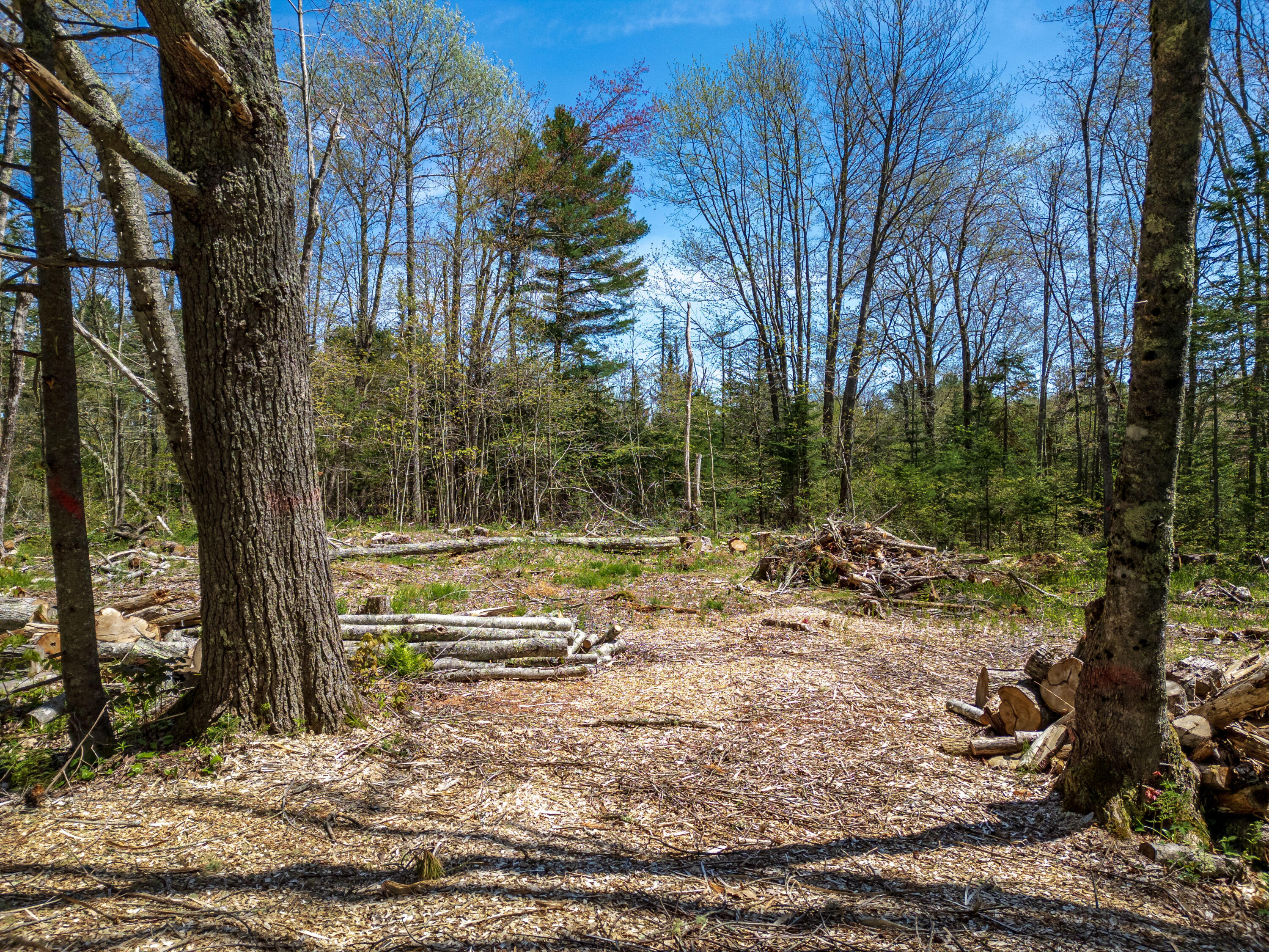 689 Finntown Road Waldoboro, ME 04572 - Photo 12 of 29 Driveway and Clearing