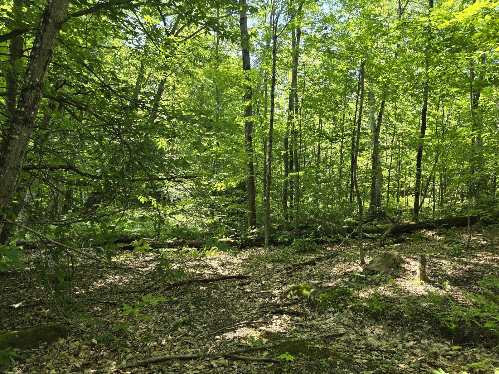 Lot 67 Temple Road Temple, ME 04984 - Photo 17 of 20 20260624_095428