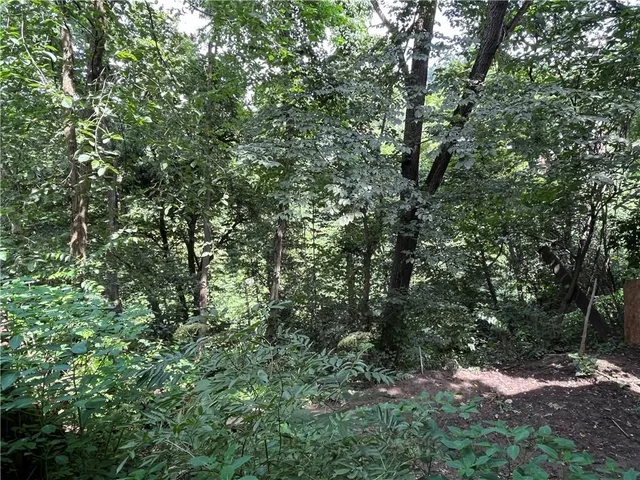 a view of a forest with a tree