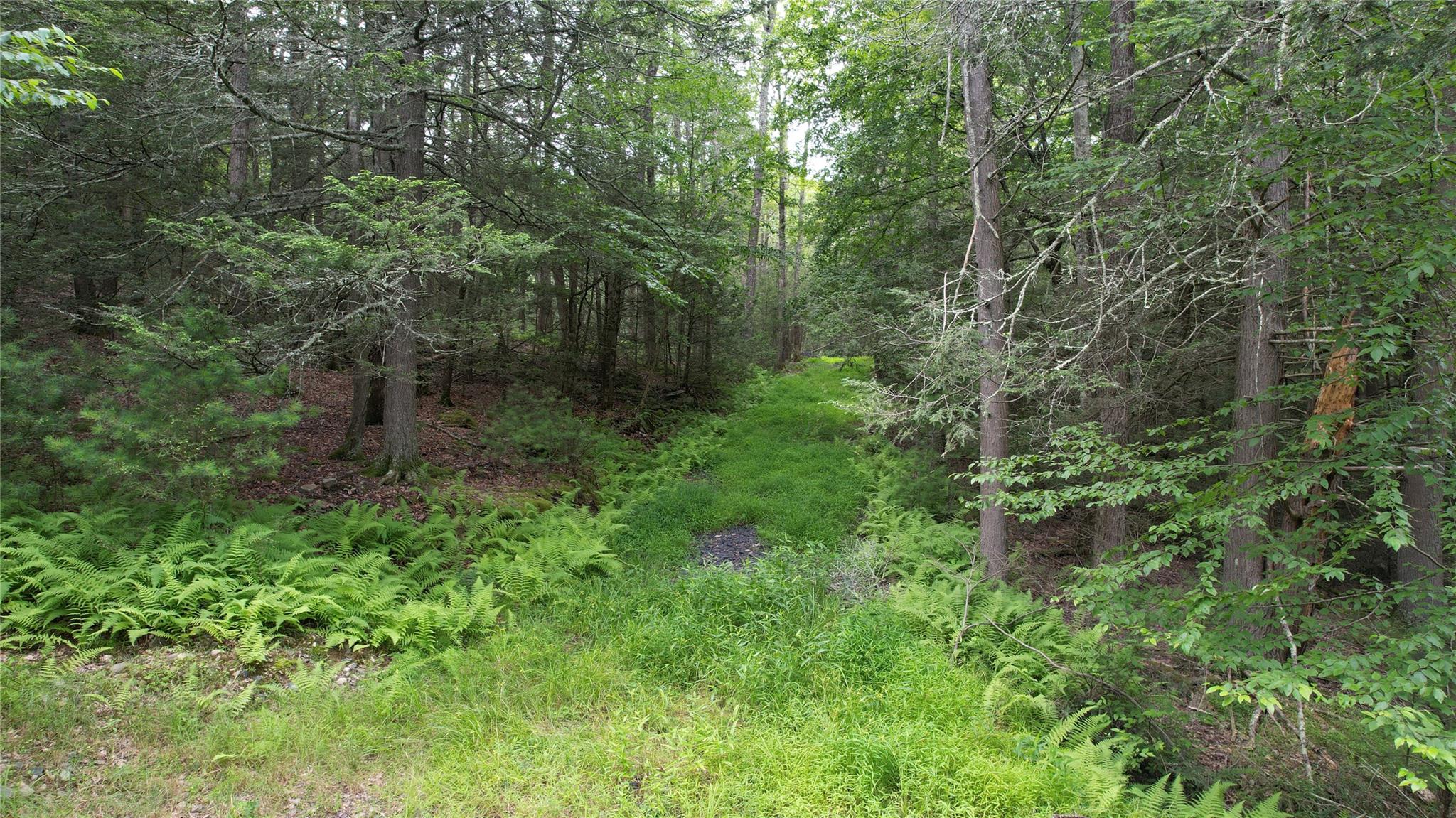 a view of a forest with a tree